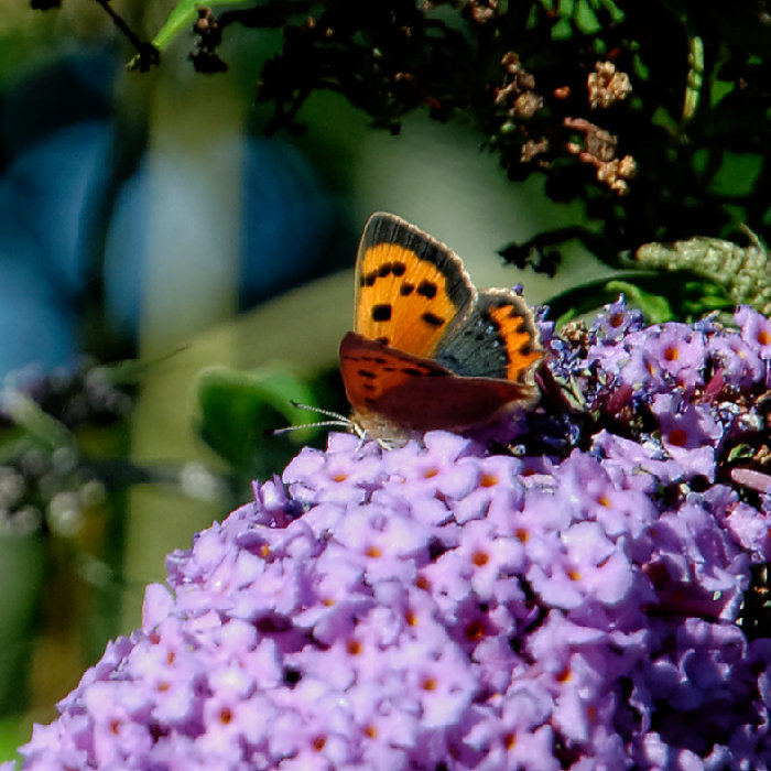 small copper