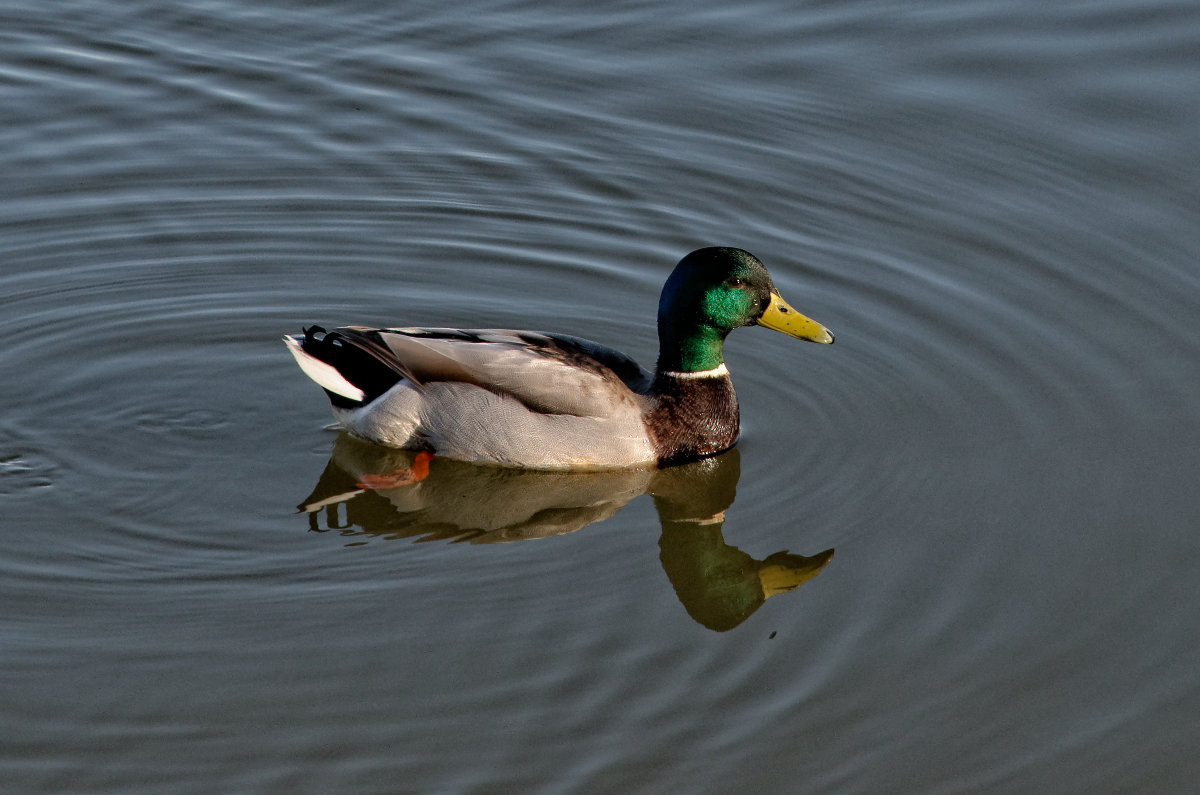 idling duck