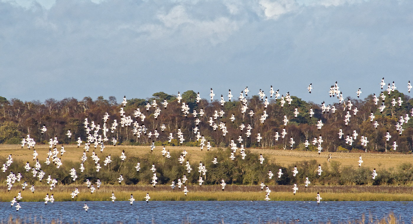 flight of the Avocets