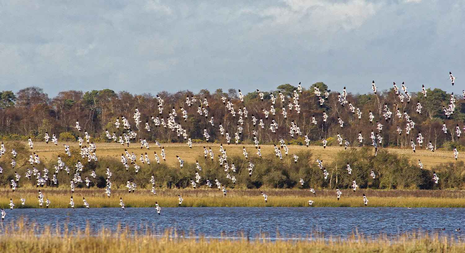 last word to the Avocets