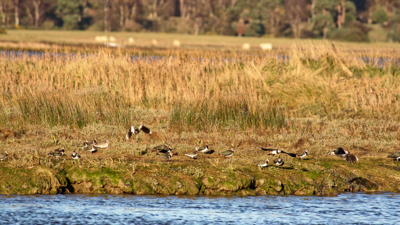 Lapwings wondering if its their turn for flyabout