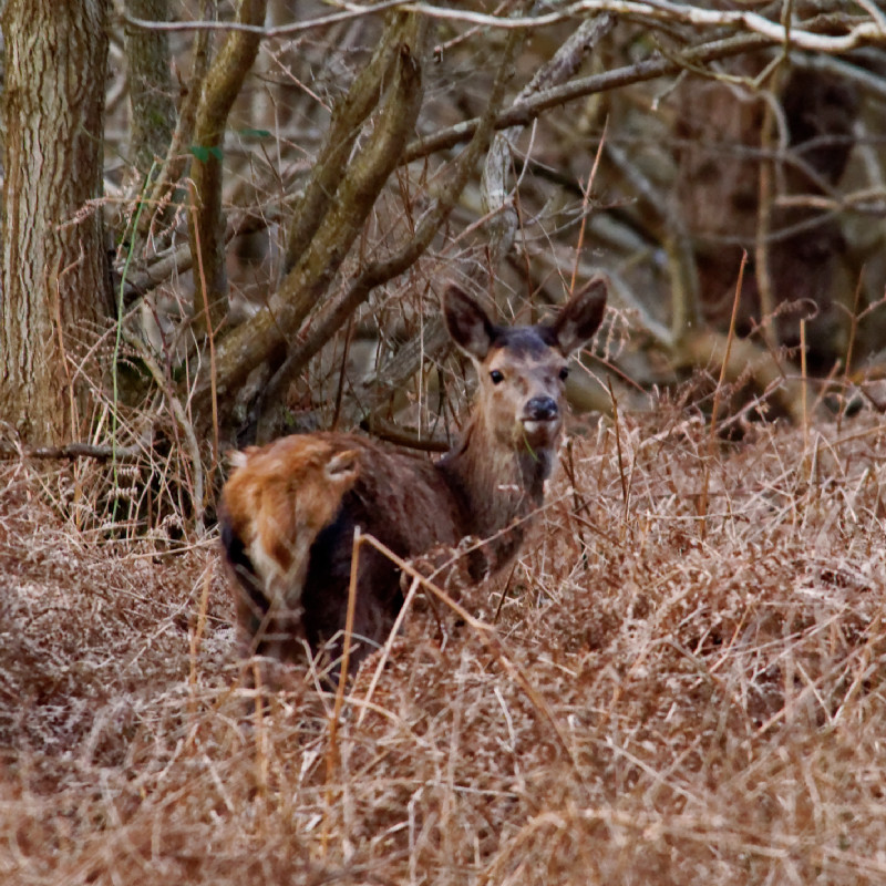 Minsmere rspb - 2