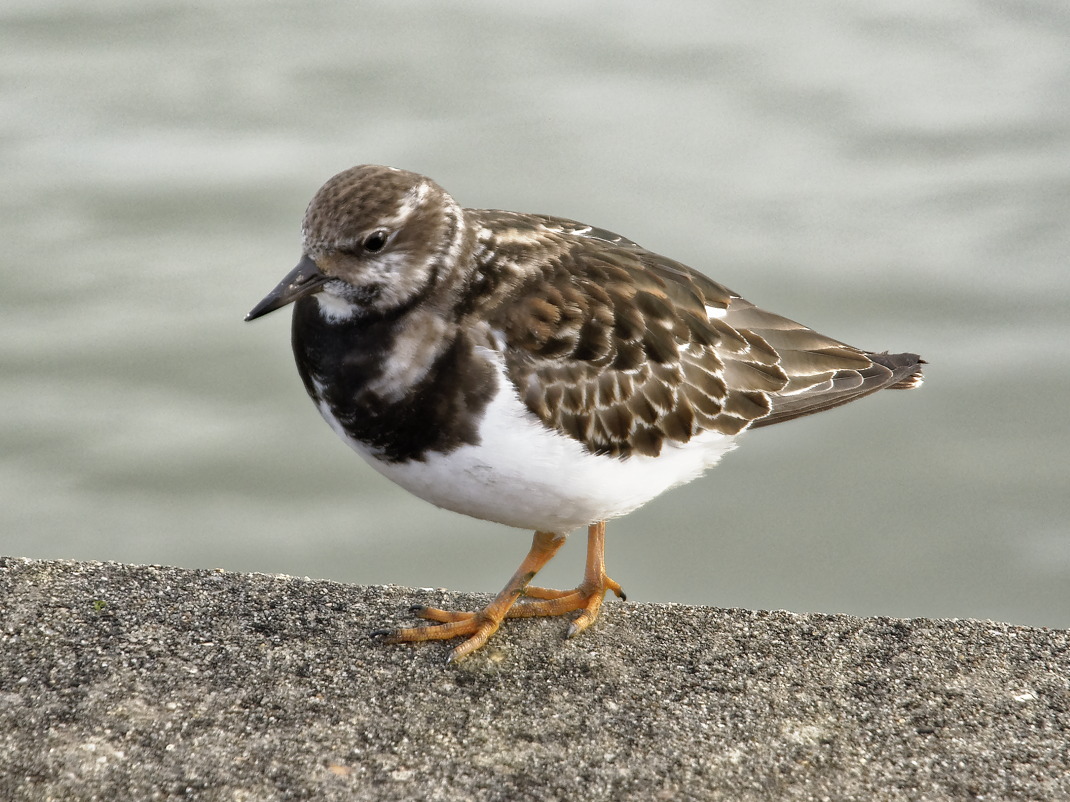 Turnstone, or is it a Turncrust?