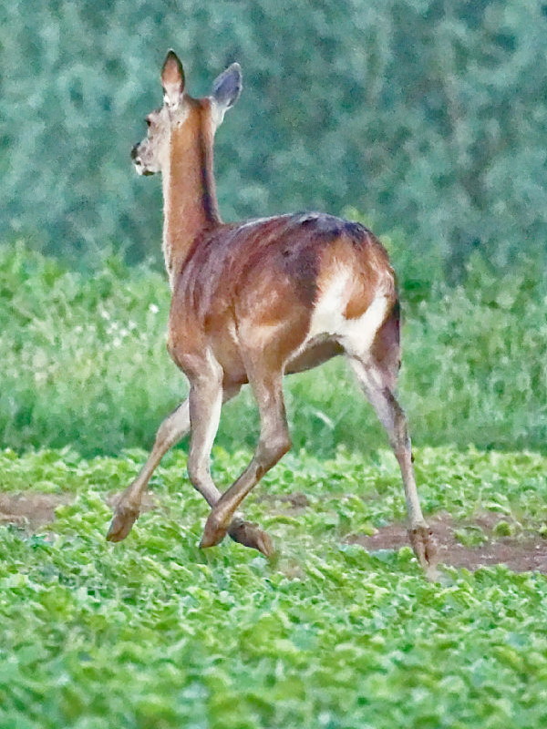 red deer departing