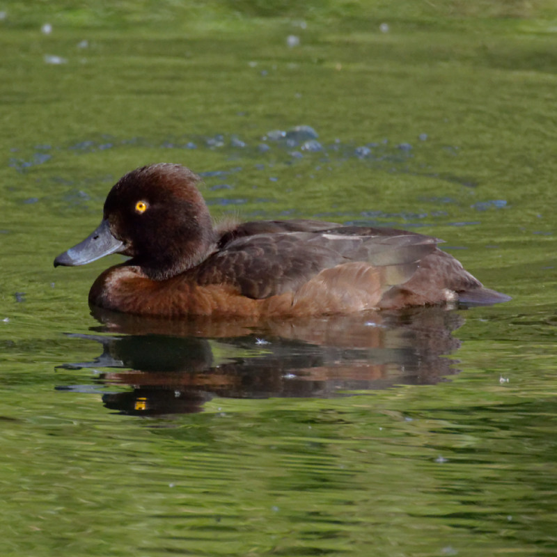 Mrs Tufted Duck