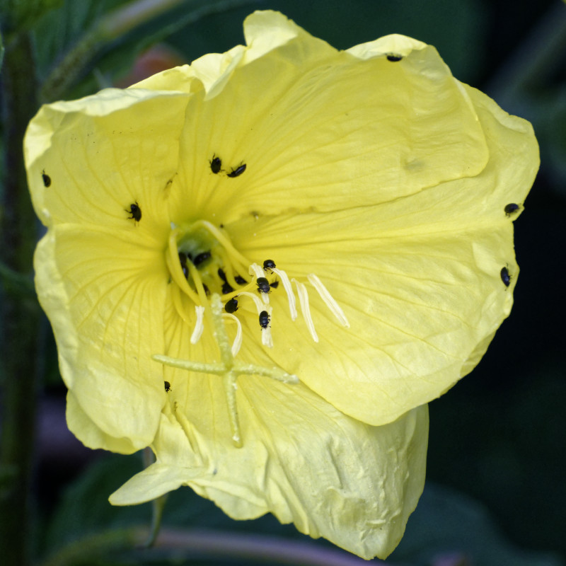 Yellow flower