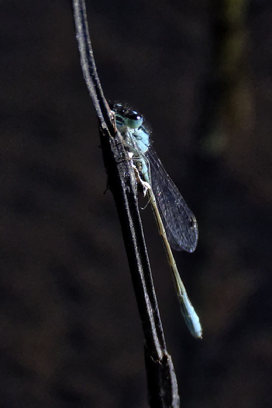 chasing very small darters - Blue-tailed Damselfly Ischnura elegans