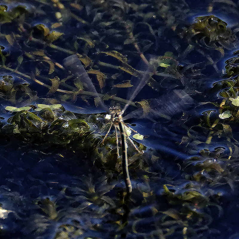 Blue-tailed Damselfly on the hop