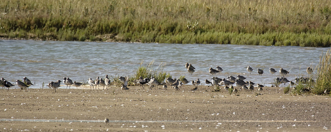 Plenty of Plover