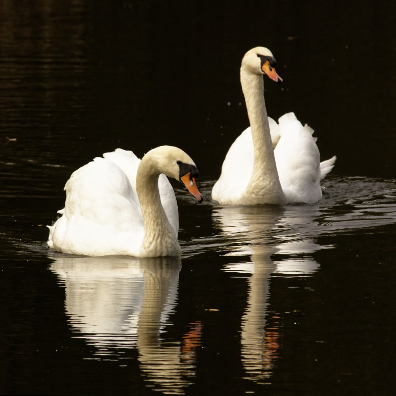 Swans