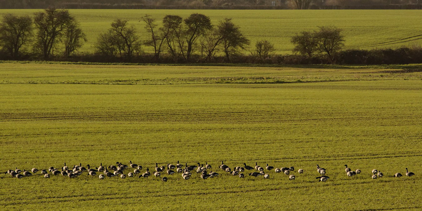 Brent Geese enjoying winter barley