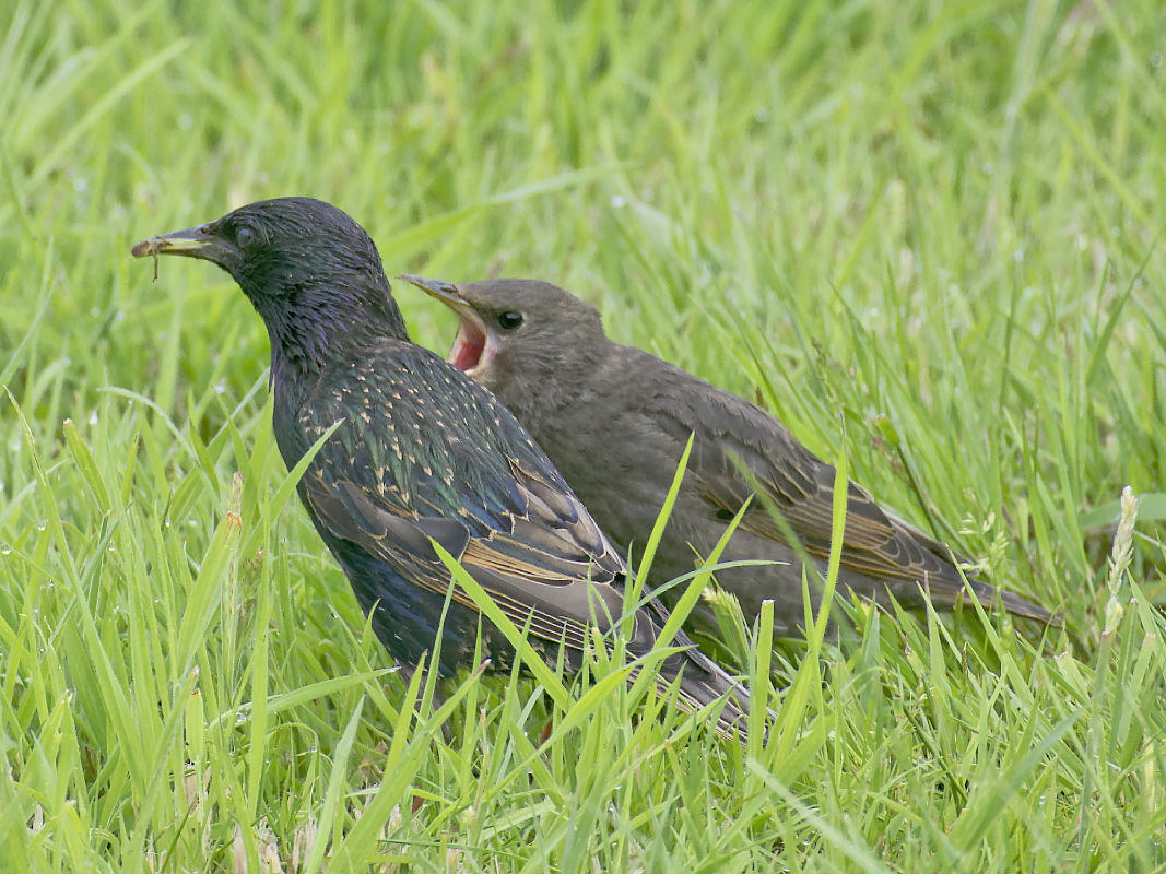 Starlings