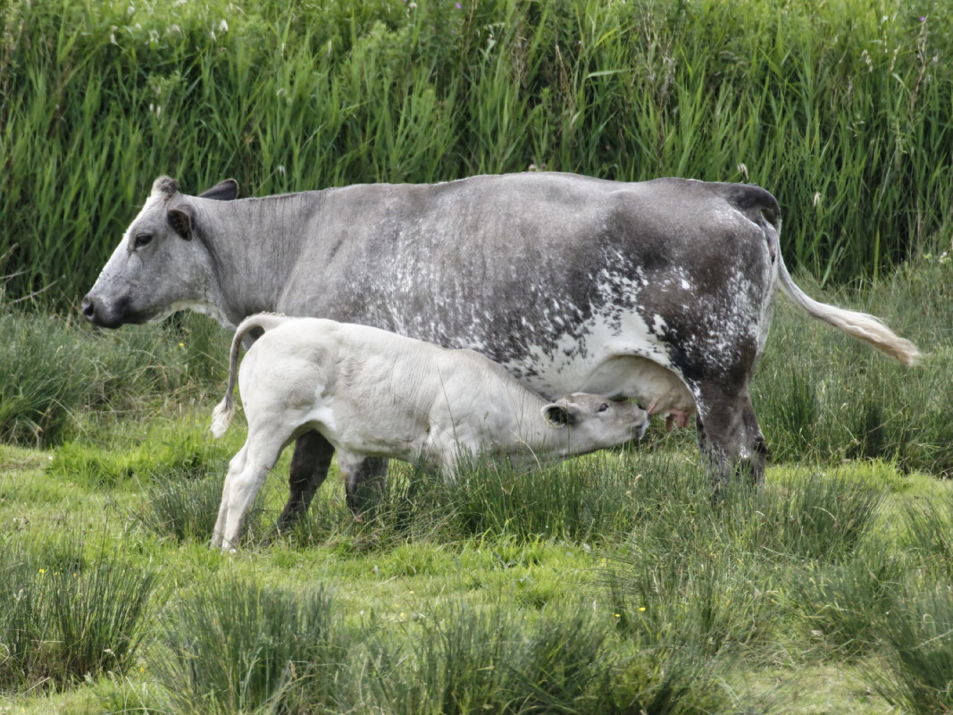 How now grey cow