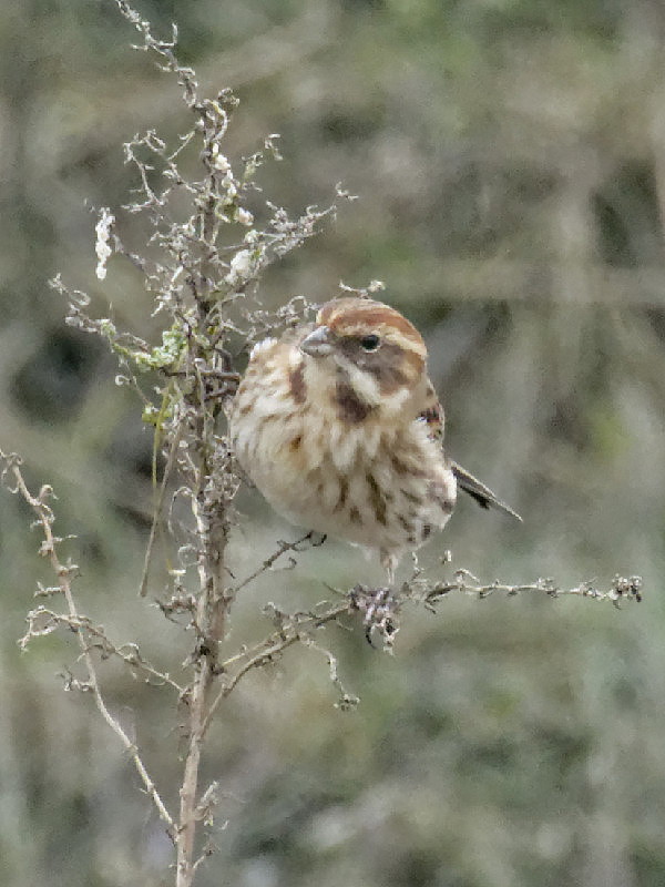 Reed bunting