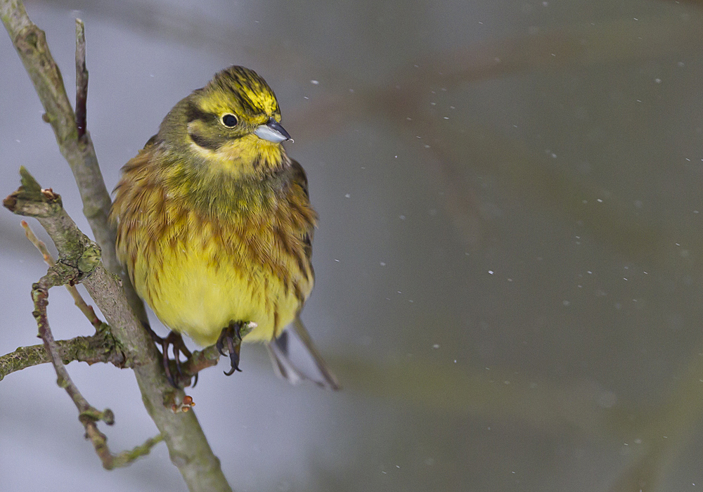 Yellowhammer (Gulsparv) Emberiza citrinella - CP4P9606.jpg