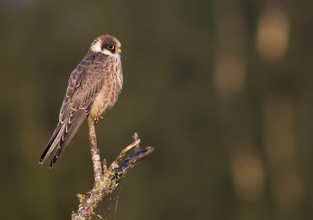 Red-footed Falcon (Aftonfalk) Falco vespertinus - IMG_5410.jpg