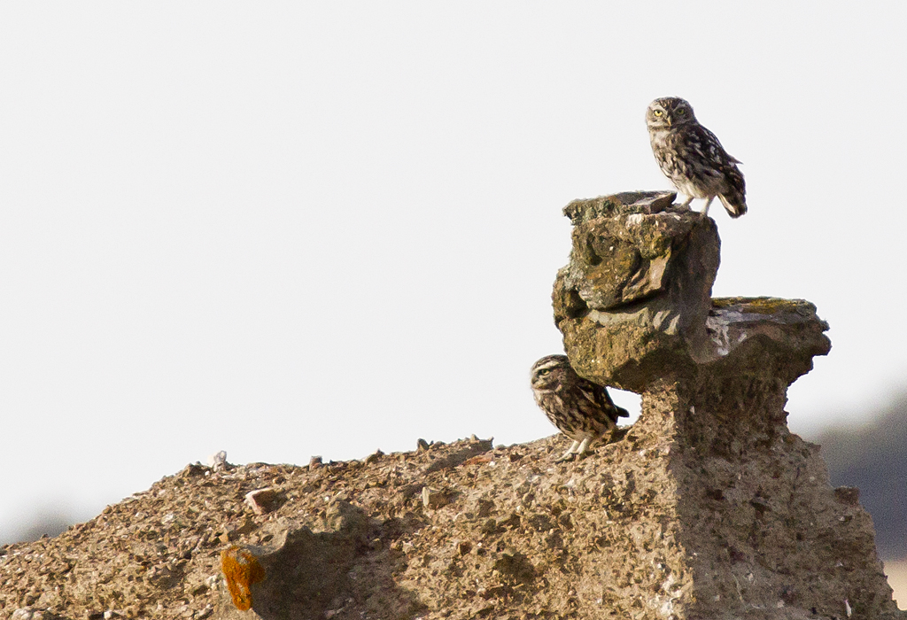 Little Owl ( Minervauggla ) Athene noctua - CP4P7871.jpg