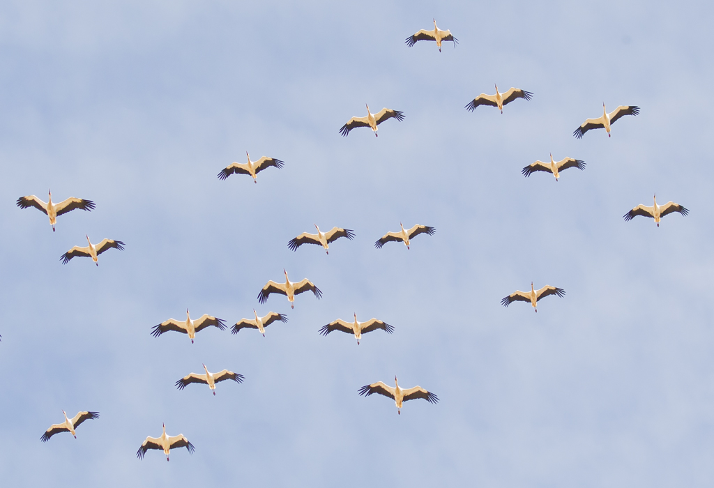 White Stork ( Vit stork ) Ciconia ciconia - CP4P7854.jpg