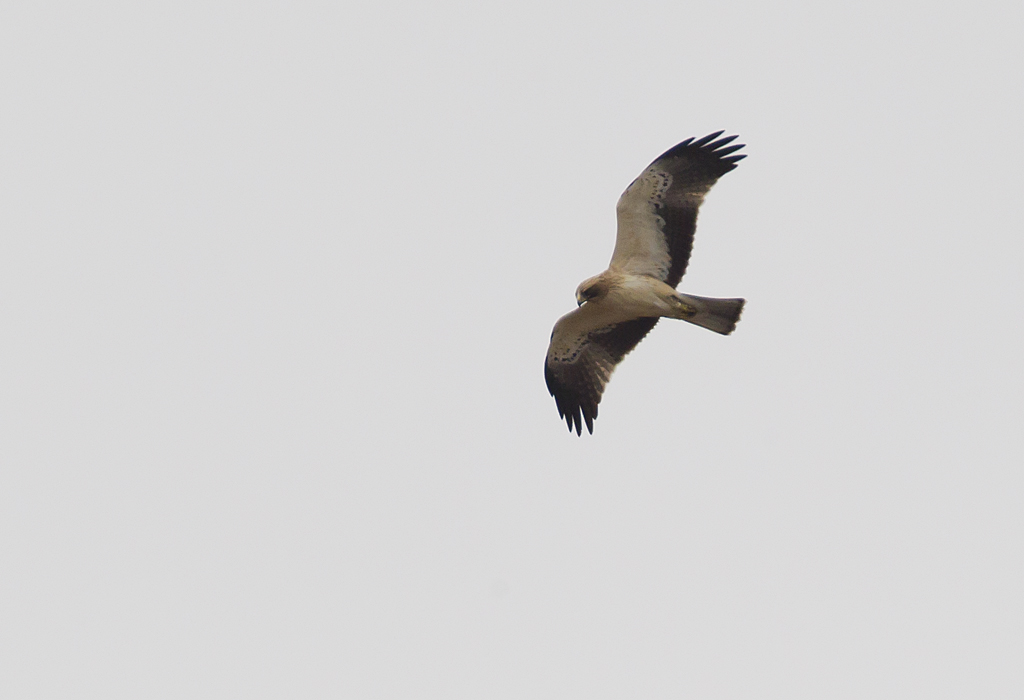 Booted Eagle ( Dvrgrn ) Hieraaetus pennatus - CP4P0127.jpg