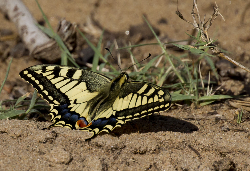 Old World swallowtail ( Makaonfjril ) Papilio machaon - CP4P8532.jpg