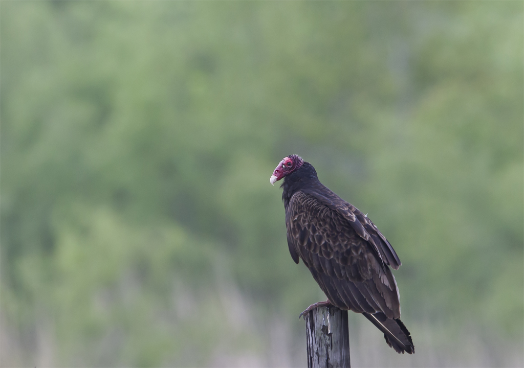 Turkey Vulture ( Kalkongam ) Cathartes aura - CP4P1090.jpg