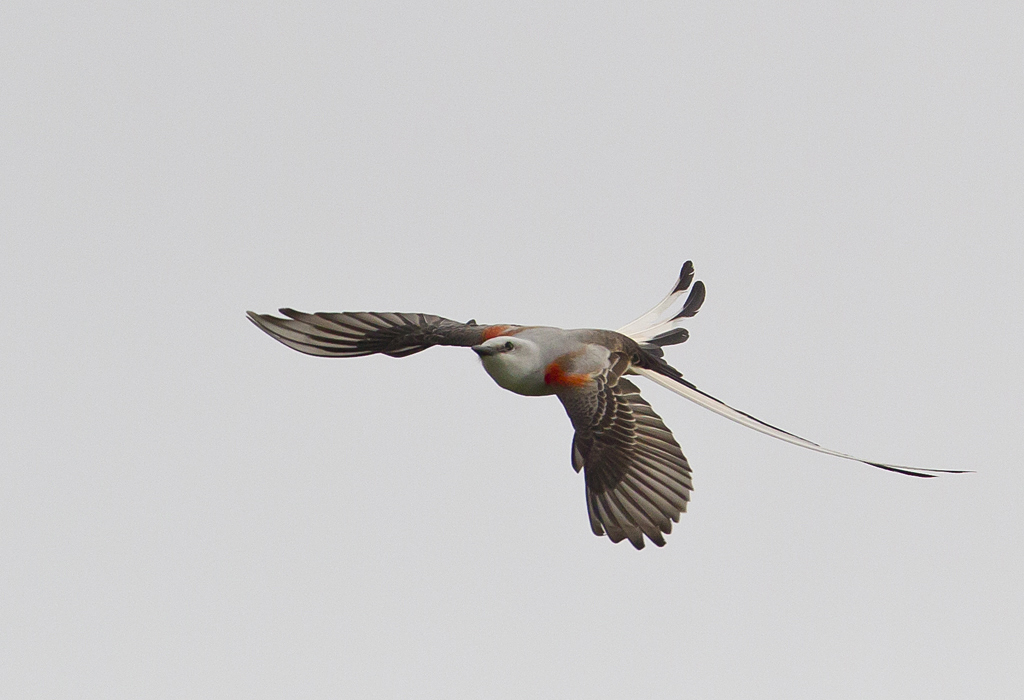 Scissor-tailed Flycatcher ( Saxstjrttyrann ) Tyrannus forficatus - CP4P2262.jpg