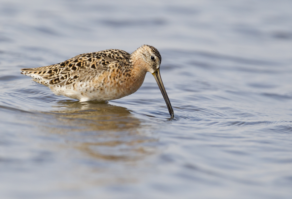 Short-billed Dowitcher( Kortnbbad beckasinsnppa ) Limnodromus griseus -  CP4P4480.jpg