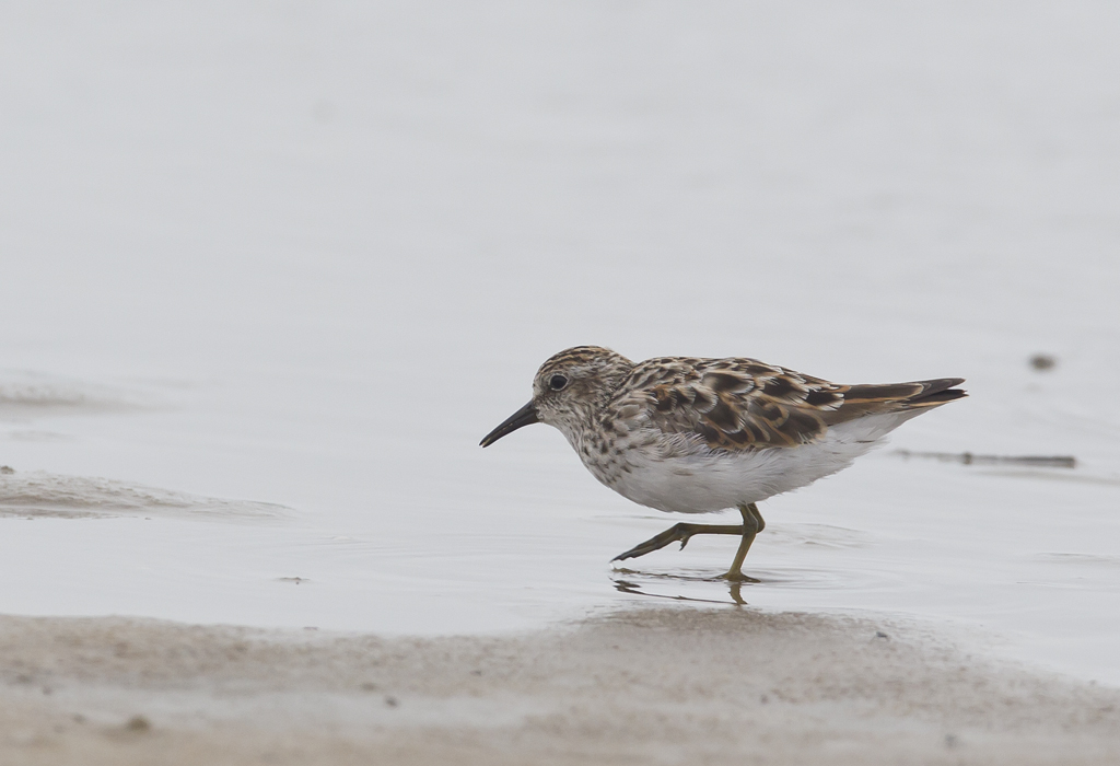 Least Sandpiper - CP4P6087.jpg