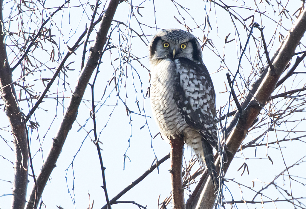 Northern Hawk-Owl ( Hkuggla ) Surnia ulula - GS1A6359.jpg