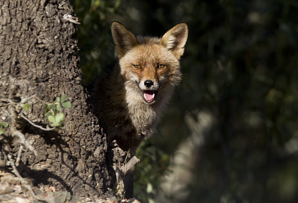 Red Fox ( Rdrv ) Vulpes vulpes - CP4P7754.jpg
