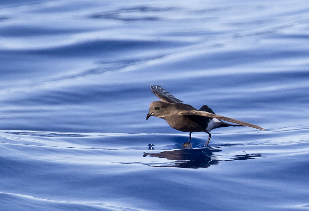 Wilsons Storm Petrel ( Havslpare ) Oceanites oceanicus - GS1A7696.jpg