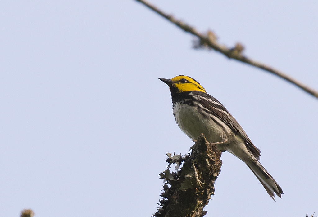 Golden-cheeked Warbler - GS1A8427.jpg