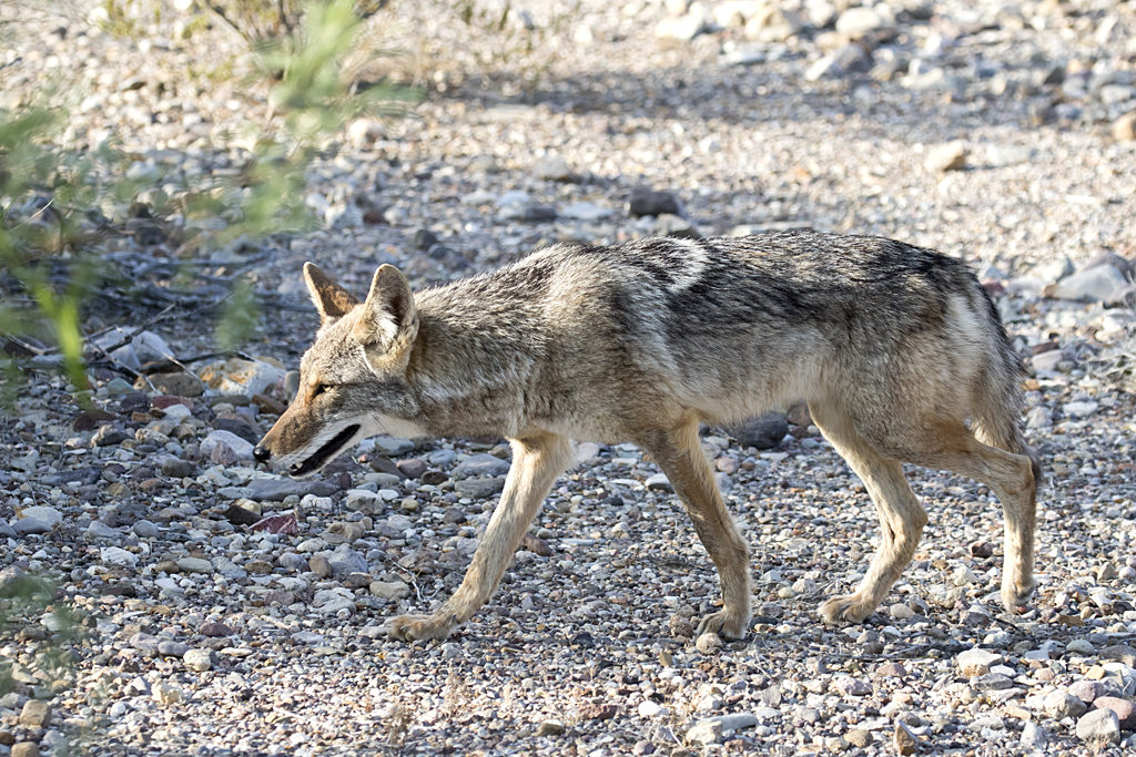 Coyote - GS1A9194.jpg