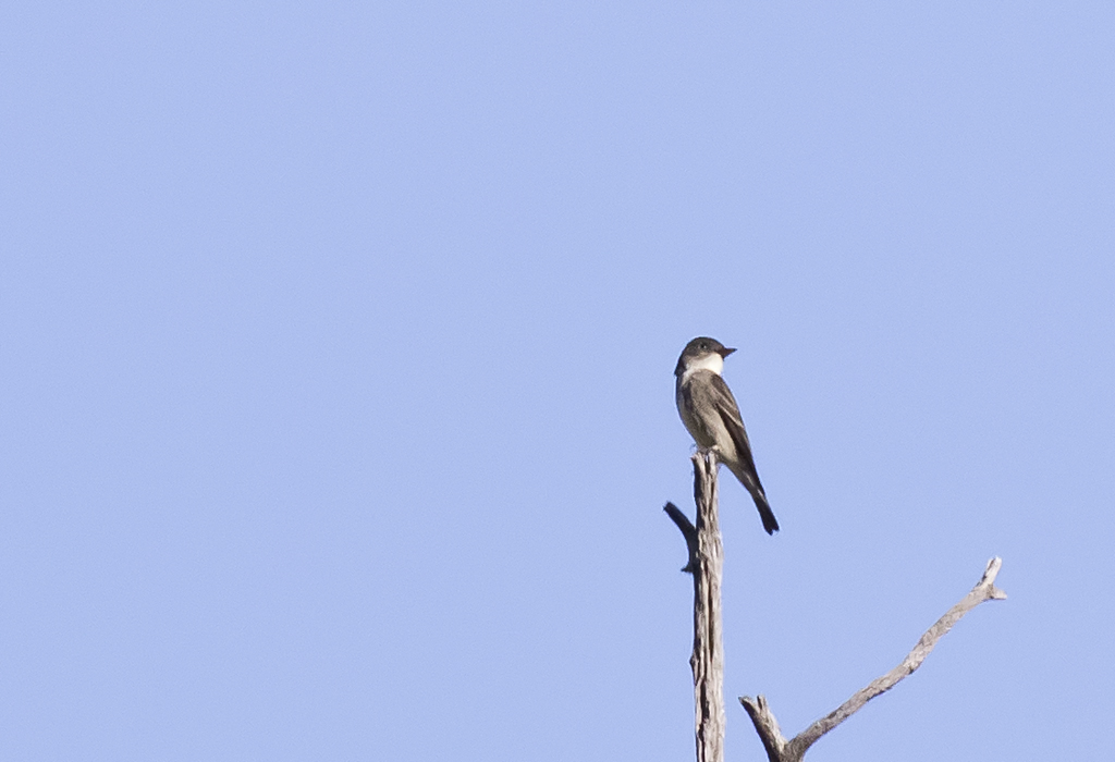 Olive-sided Flycatcher - GS1A9876.jpg