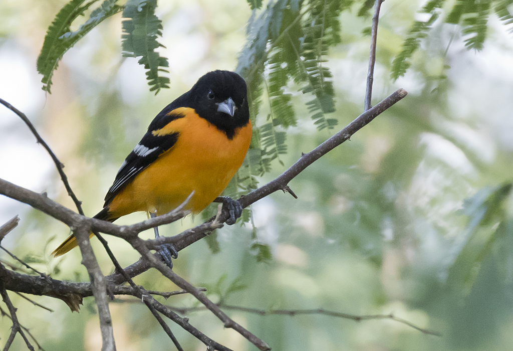 Baltimore Oriole - GS1A1851.jpg