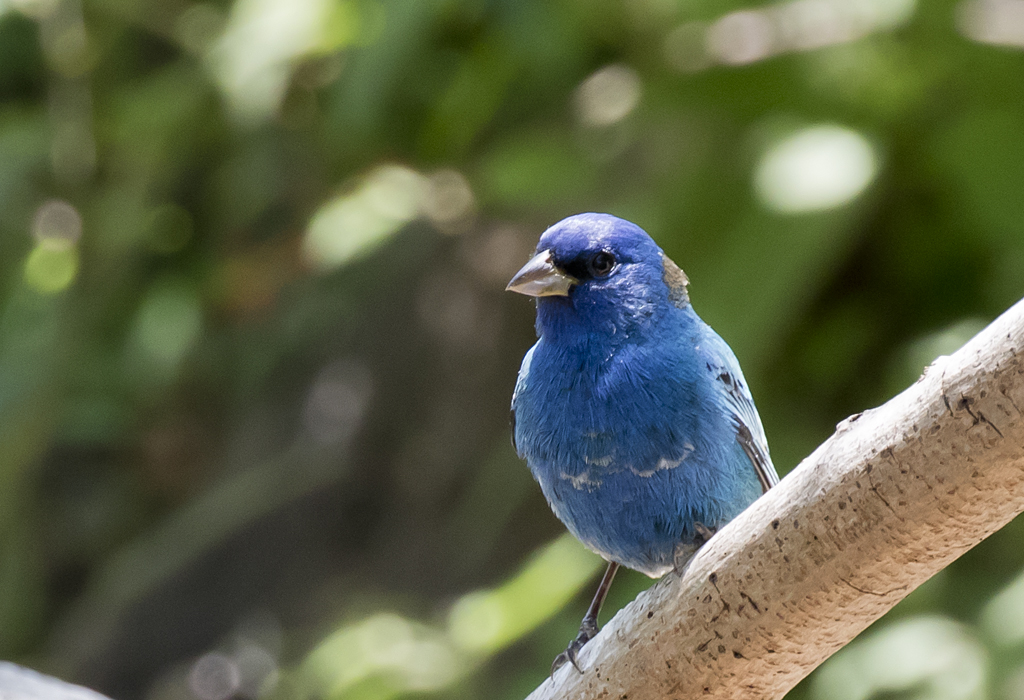 Indigo Bunting - GS1A1299.jpg