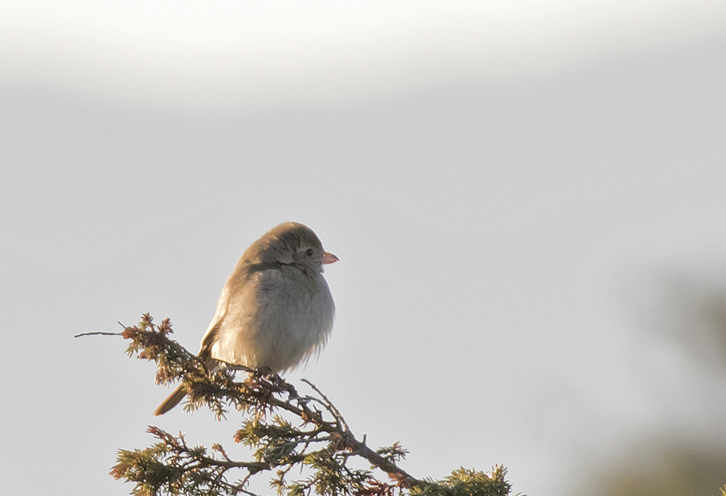 Isabelline Shrike? ( Isabellatrnskata? ) Lanius isabellinus - GS1A6073.jpg