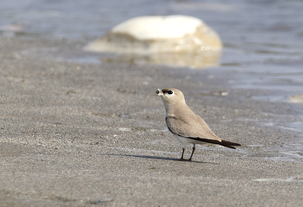 Small Pratincole ( Mindre vadarsvala ) Glareola lactea - CP4P3718.jpg