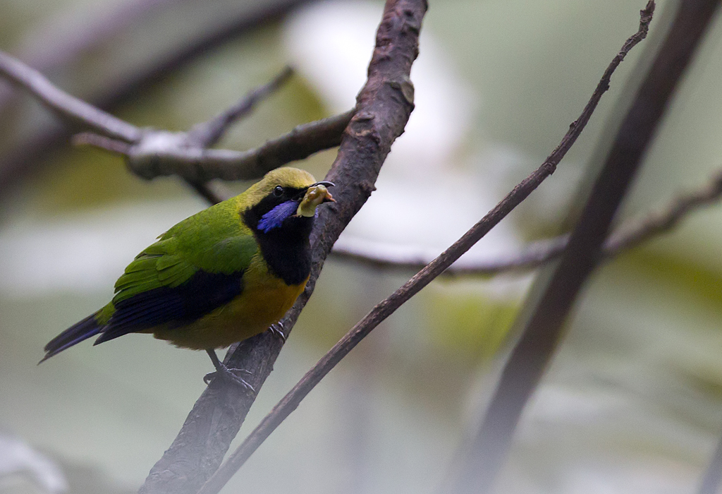 Orange-bellied Leafbird ( Orangebukad bladfgel ) Chloropsis hardwickii - CP4P4619.jpg