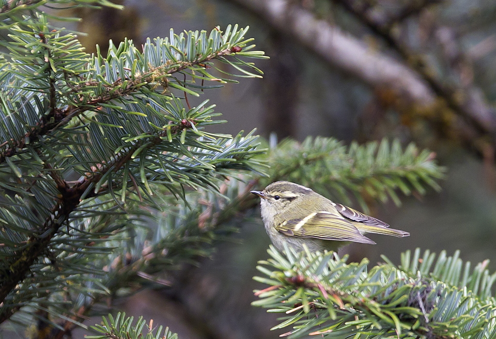 Lemon-rumped Warbler CP4P5425.jpg