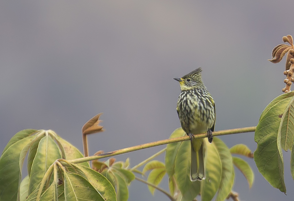 Striated Bulbul CP4P6391.jpg