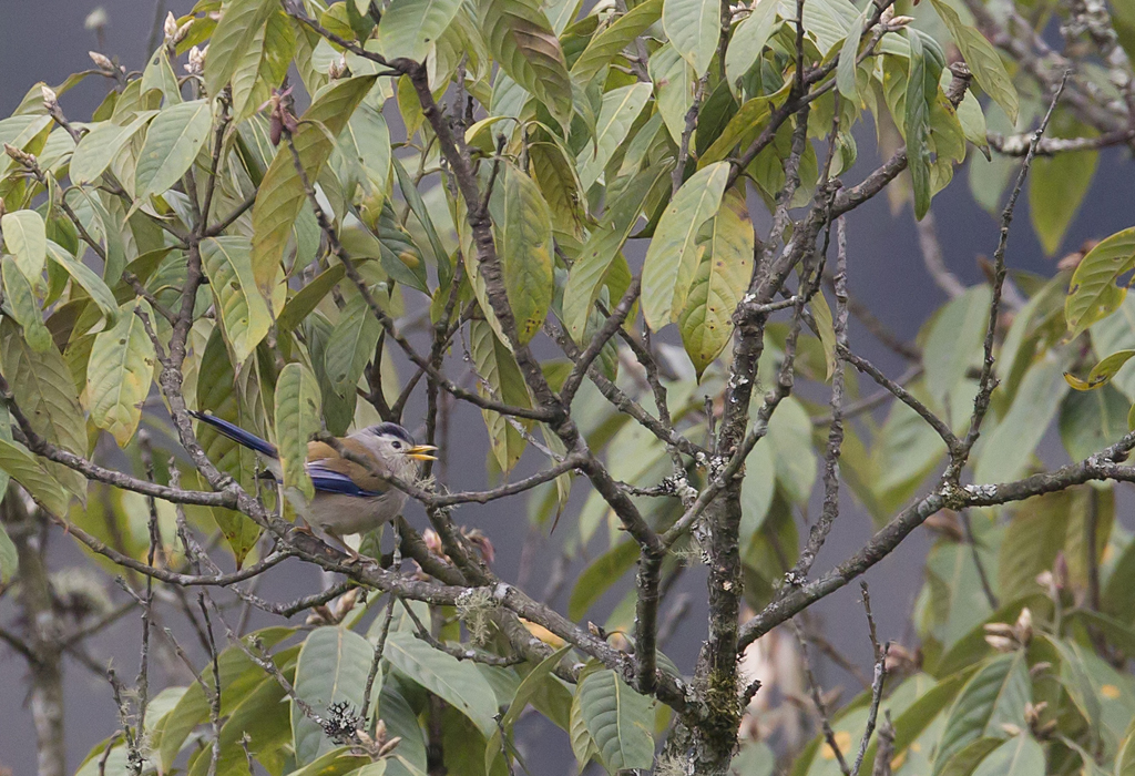 Blue-winged Minla CP4P7315.jpg