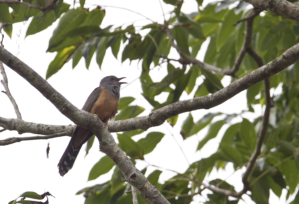 Plaintive Cuckoo CP4P4266.jpg