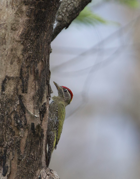 Streak-throated Woodpecker CP4P0305.jpg