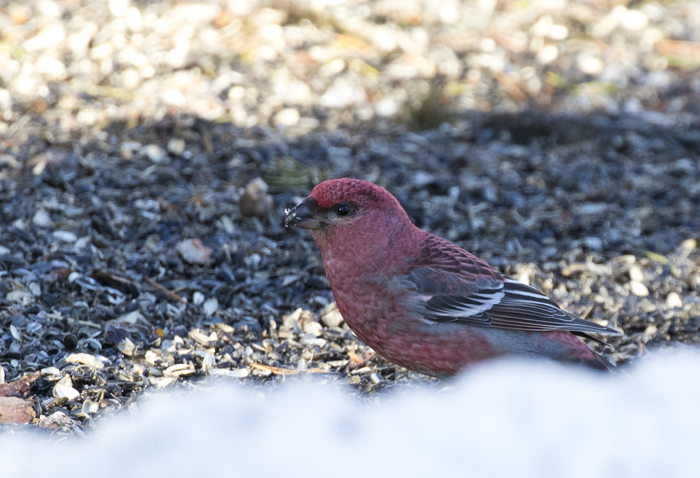 Pine Grosbeak ( Tallbit ) Pinicola enucleator - GS1A7353.jpg