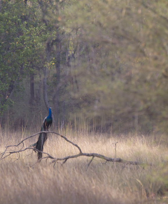 Indian Peafowl CP4P4480.jpg