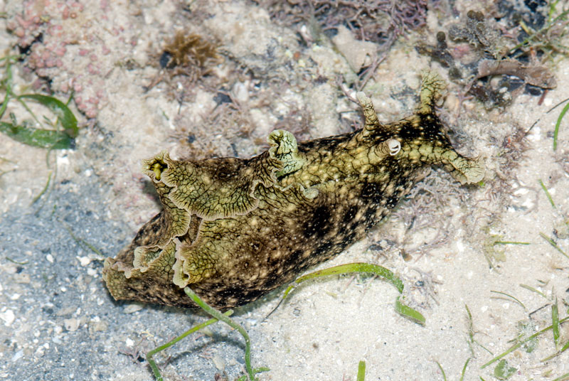 DSC_4319.jpg