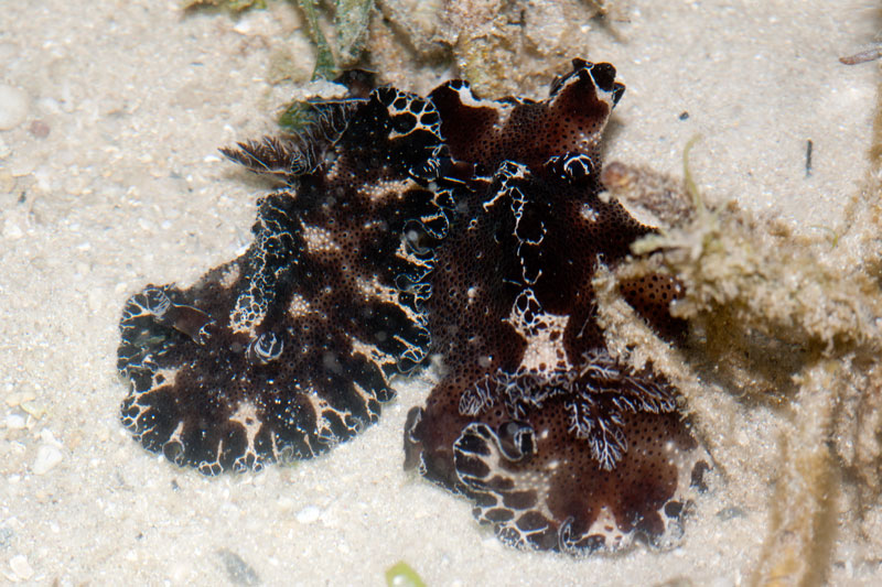DSC_4324.jpg