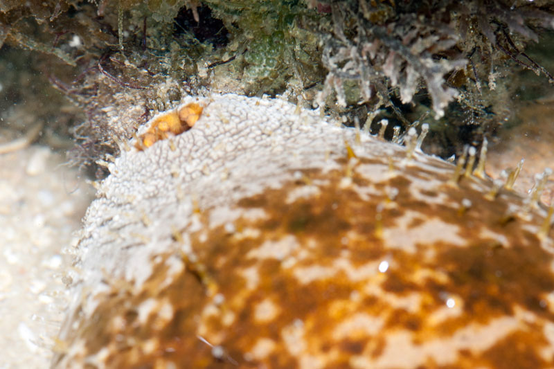 DSC_4341.jpg