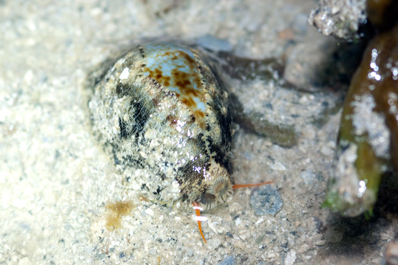 DSC_4347.jpg